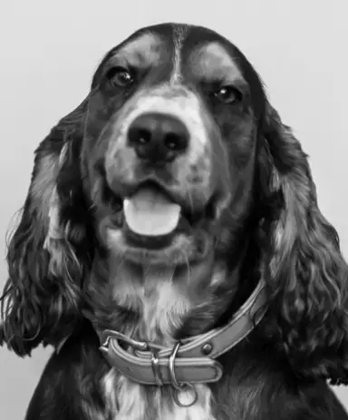 Hugo